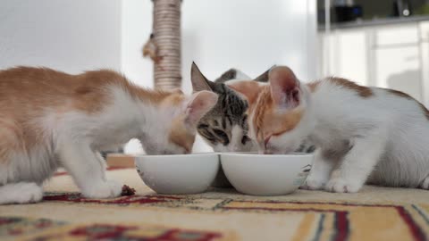 Cutest kitten eat their food cutely