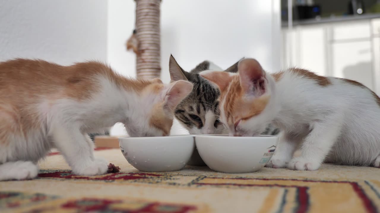 Cutest kitten eat their food cutely