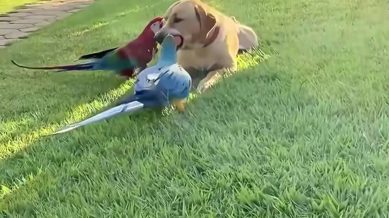 A man adopted abandoned baby parrots