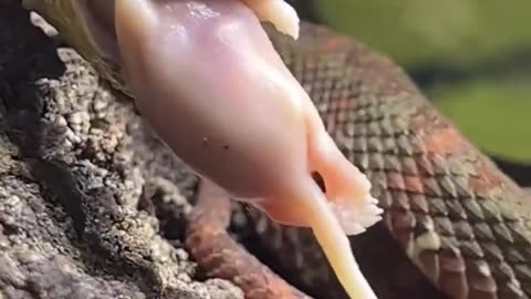 Feeding Golden VIPER! #short #shorts #snake #animal #wildlife #nature #reptiles #viper