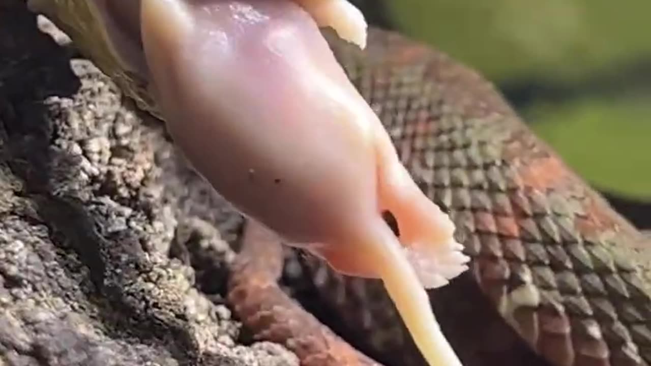 Feeding Golden VIPER! #short #shorts #snake #animal #wildlife #nature #reptiles #viper