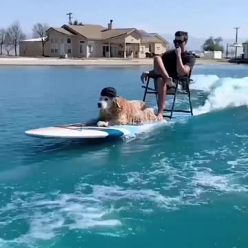 Taking the dog out for a stroll