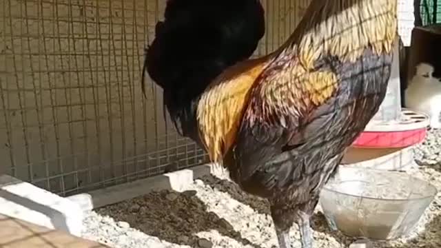 A rooster gives all he has and even a little too much