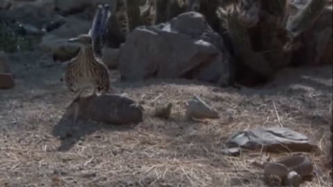 Wild animal fight
