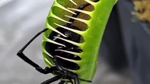 Spider Vs Plant