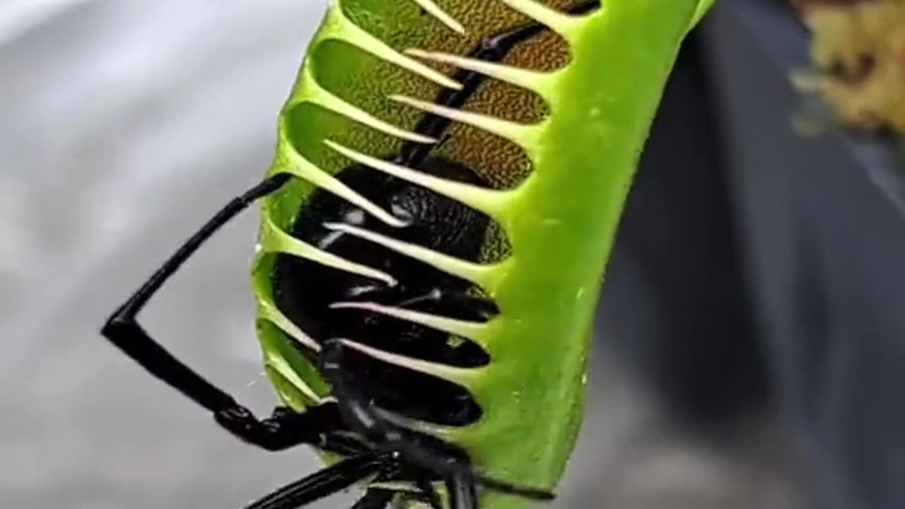 Spider Vs Plant