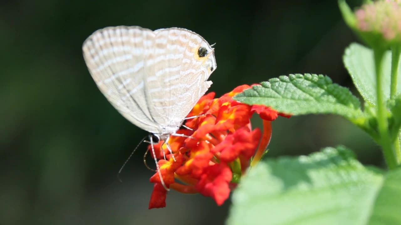 "Wings of Purity: The Elegance of the White Butterfly"