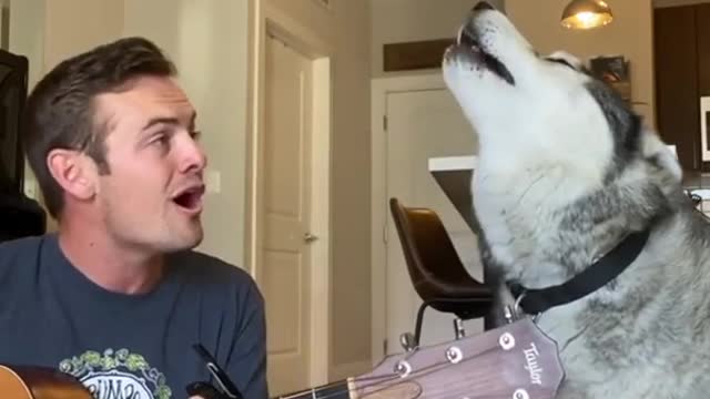 Husky dog sings "I'm yours" by Jason Mraz