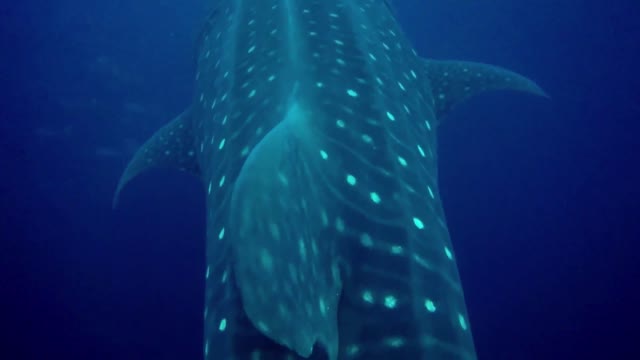 Massive whale shark swims right over scuba divers