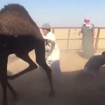angry camel