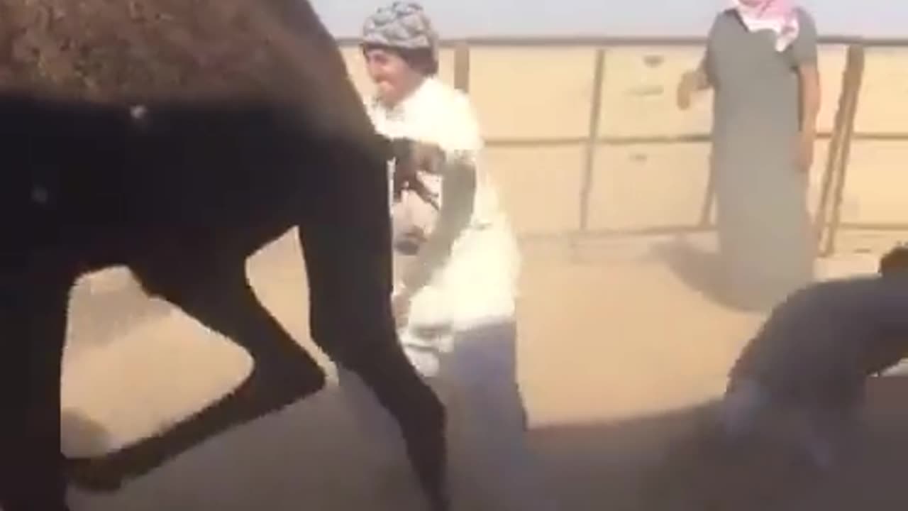 angry camel