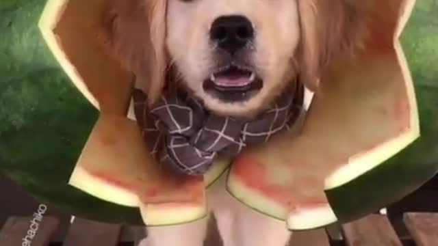 It’s a watermelon puppy