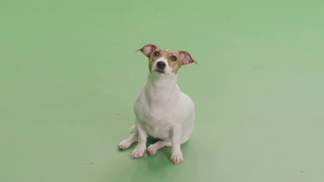 chromakey dog sitting puppy