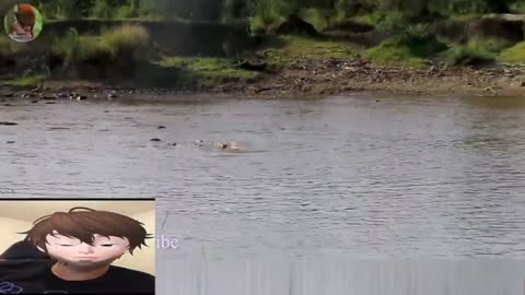 Zebra attacked by crocodiles while crossing the river