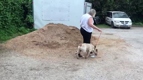 American pets alarmingly overweight, study shows