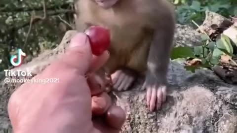 MUST SEE!!!___ Cute Baby Animals