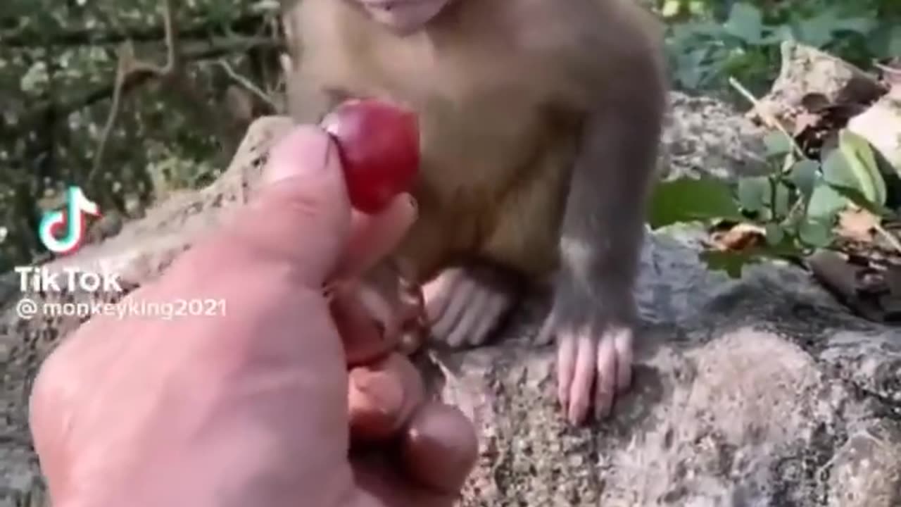 MUST SEE!!!___ Cute Baby Animals