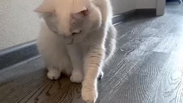 Cute cat Baby cat Video of cat lovely pet Compilation Lovely cat