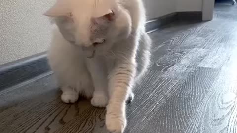Cute cat Baby cat Video of cat lovely pet Compilation Lovely cat