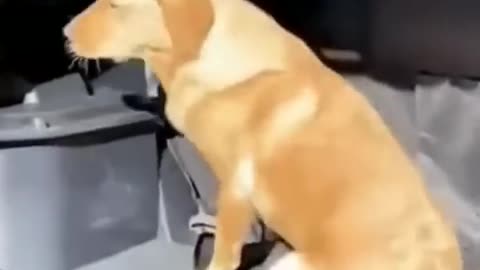 Cute dogs awesome video