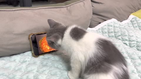 A kitten who loves to watch cooking videos