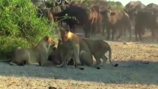 The buffalo watched as their young were eaten