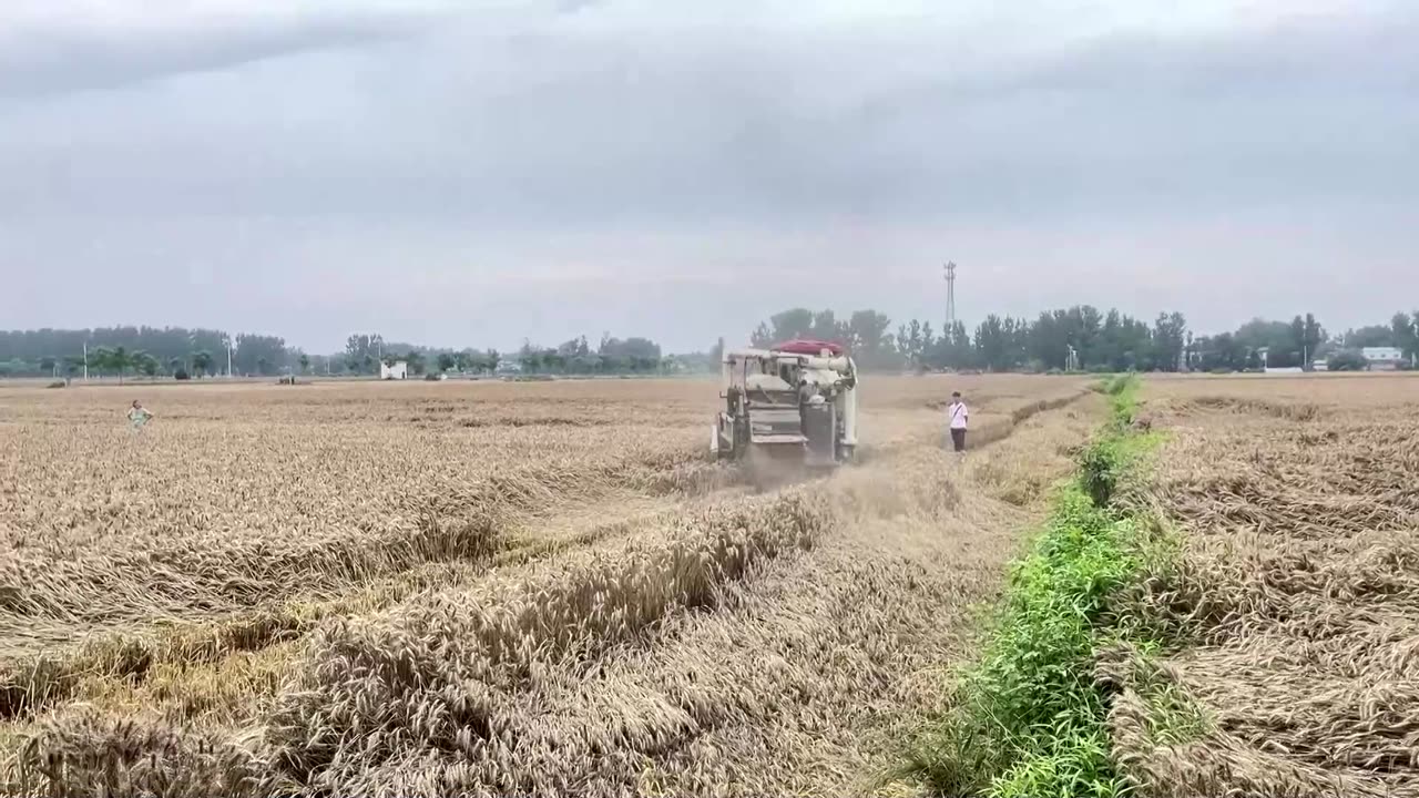 China’s wheat farmers reel from heavy rains, crop loss