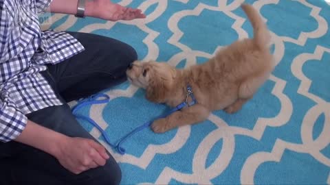 3 easy thinges to teach your new puppy