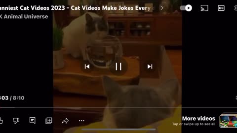 Funny cat