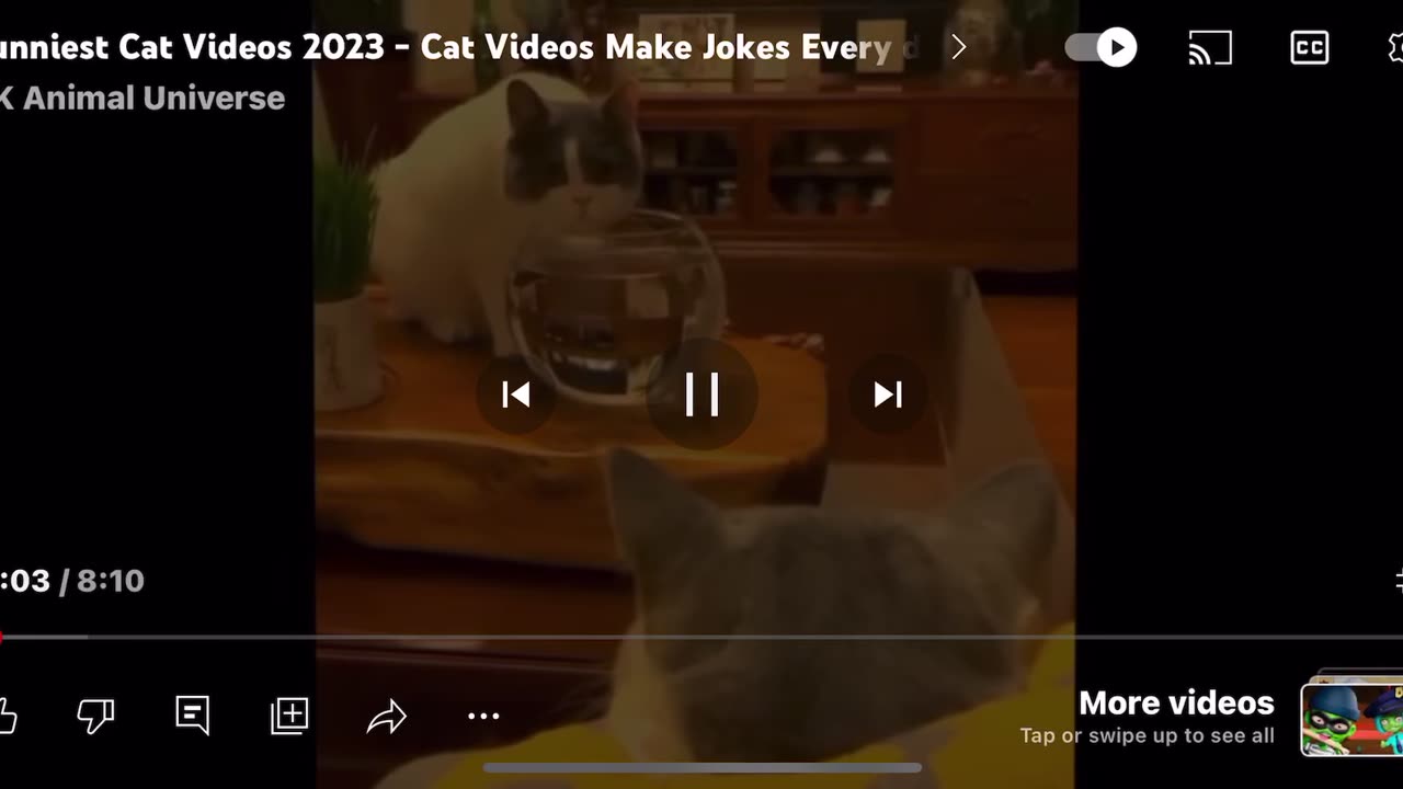 Funny cat