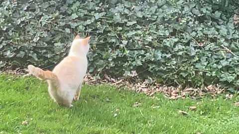 Cats are Incredible Hunters