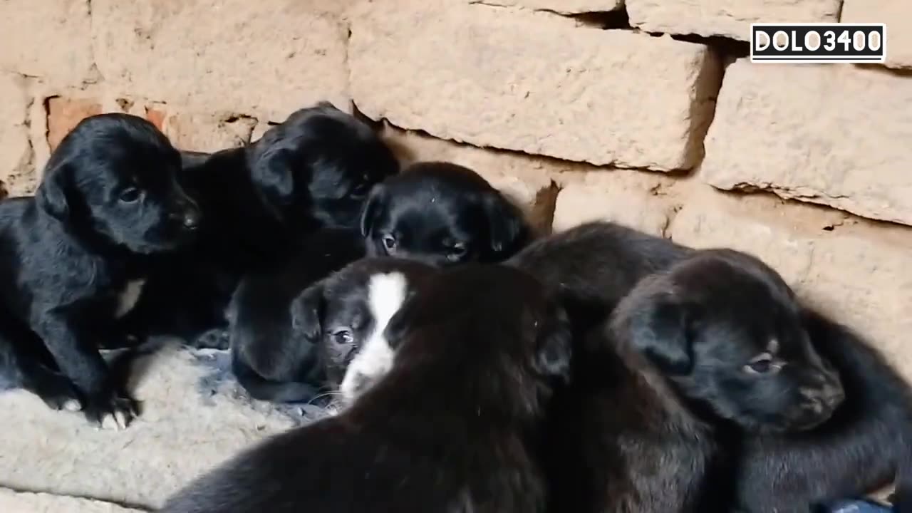 Happy mother dog and her family.