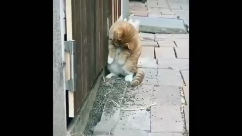 Cat Funny Videos 2 Hour Compilation Of Fun Cat Videos That Will Make You Laugh And Find Peace