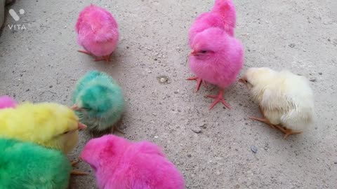 Lovely Hens Baby Chicks Many Coloured chicks Fun with Water