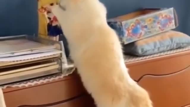Kitty Totally Enjoys Playing With Her Funny New Toy
