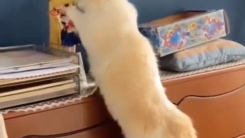 Kitty Totally Enjoys Playing With Her Funny New Toy