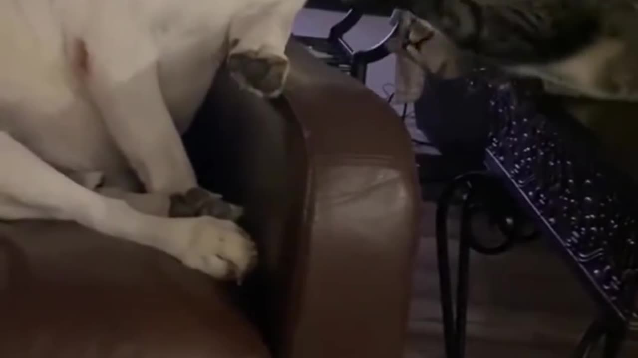 Funny cat acting 😂😂 cat funny moments 😂😂