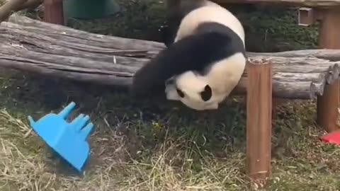 Funny Panda 🐼😄🤣😆