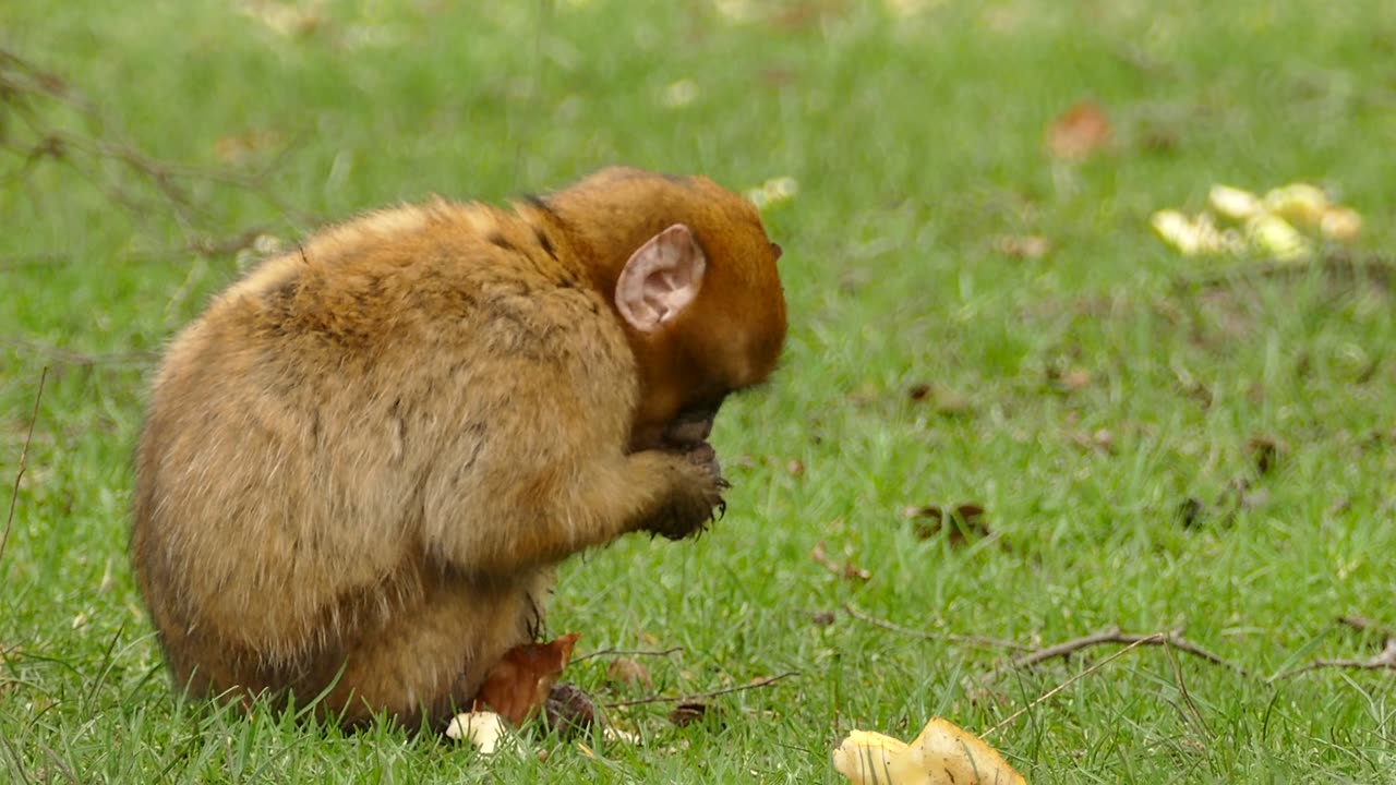 A brown monkey 🐒 eating bread