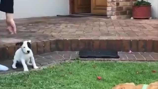 Dog funny