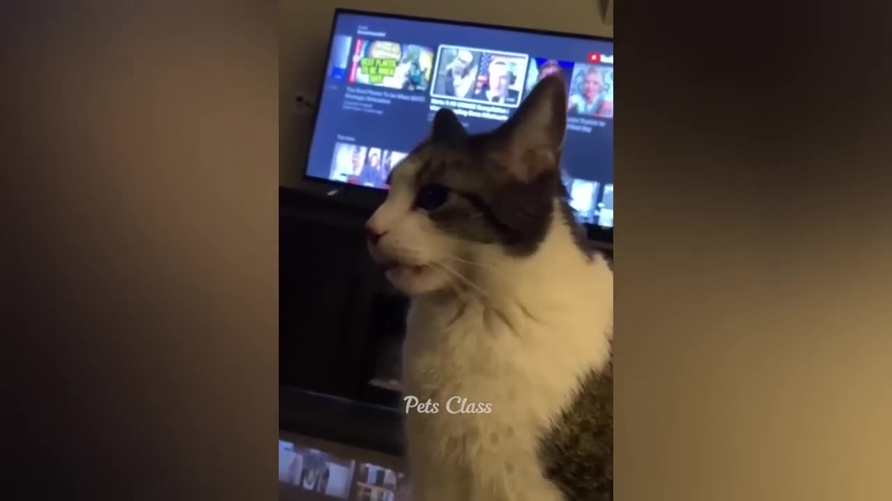 Animals funny videos. 😹