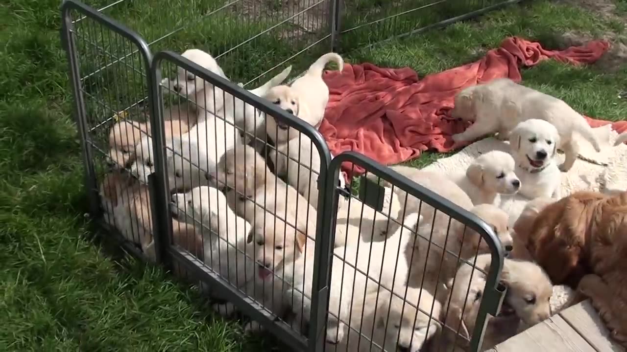 Schwarm von Golden Retriever Puppy