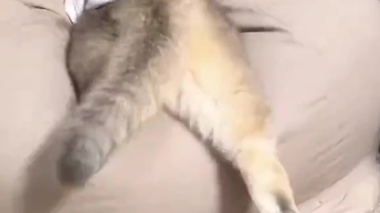 Cat video