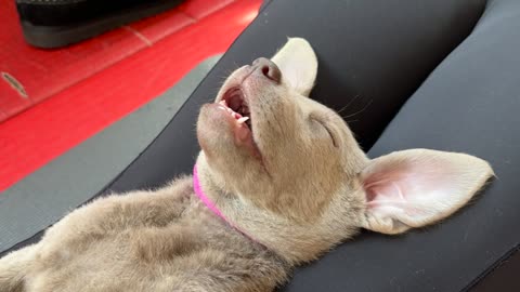 Puppy Yoga in Ottawa