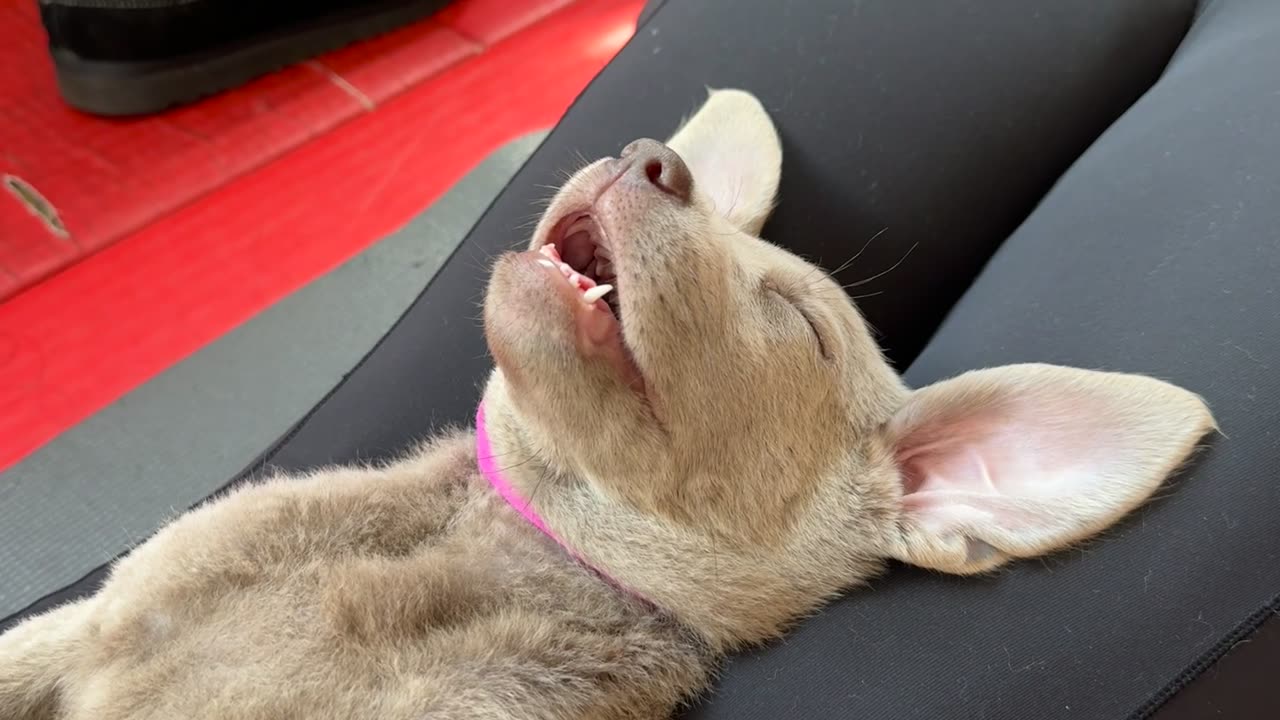 Puppy Yoga in Ottawa