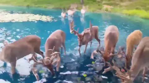 deer are drink water in the pool