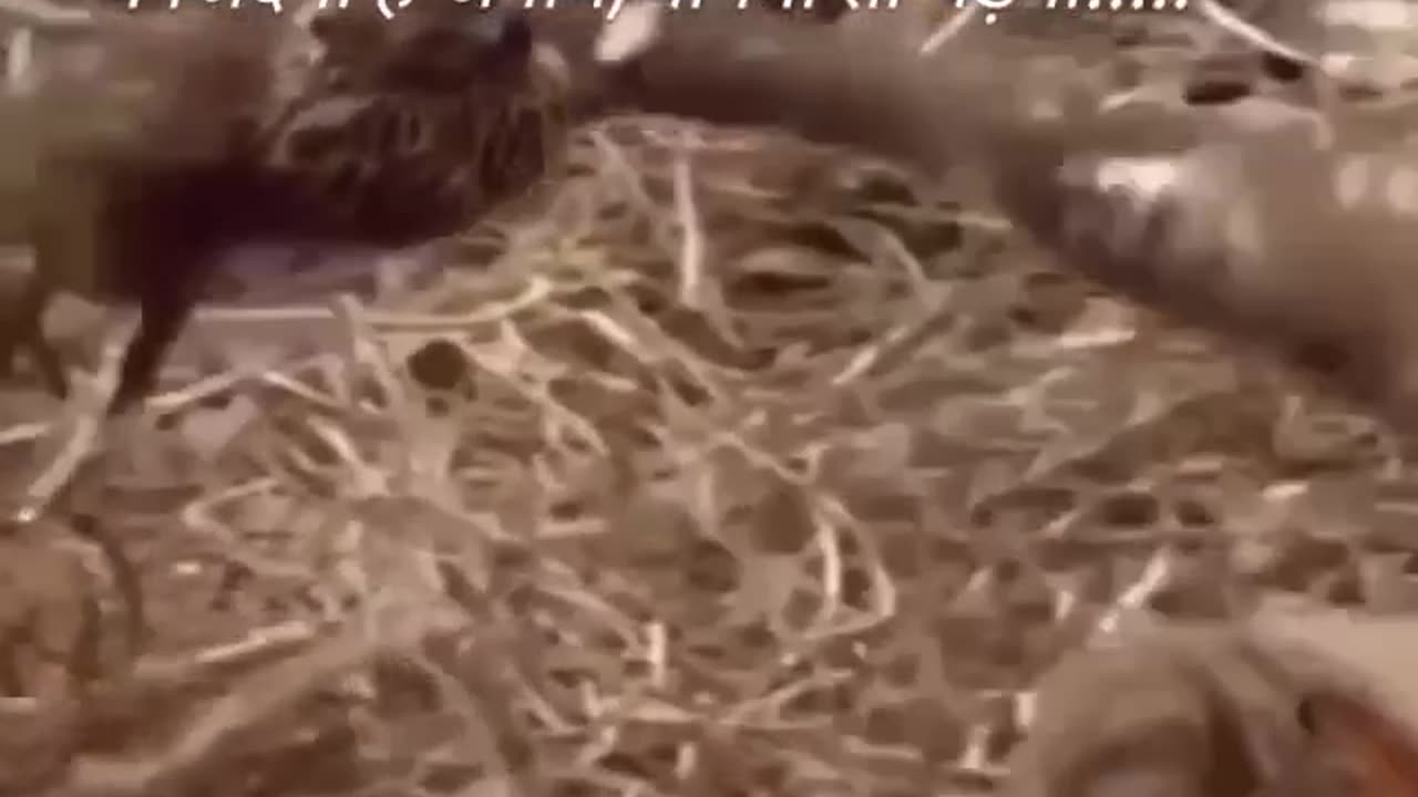 Jo dodega wahi payega