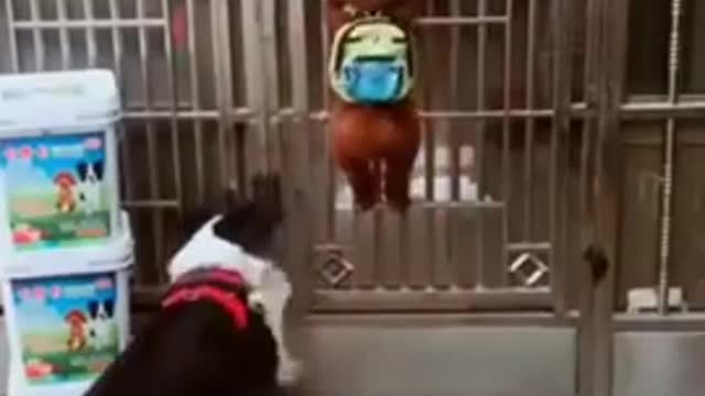 🤣Best cats and dogs funny videos (try not to laugh)🤣😅😂