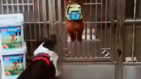 🤣Best cats and dogs funny videos (try not to laugh)🤣😅😂