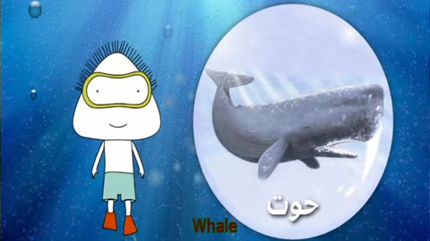 [Kids] Creatures of the Red Sea - مخلوقات البحر الأحمر